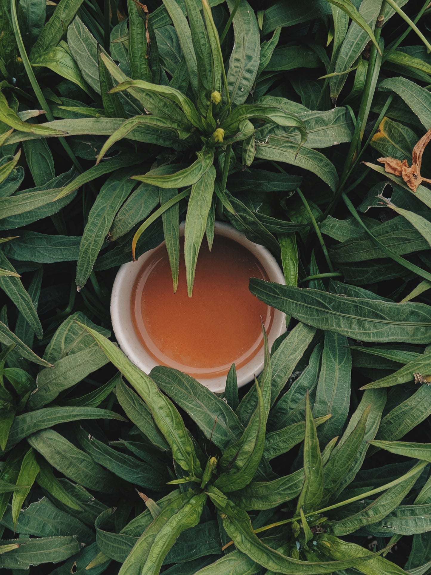 Hathikuli Organic Orthodox Tea - Sampler